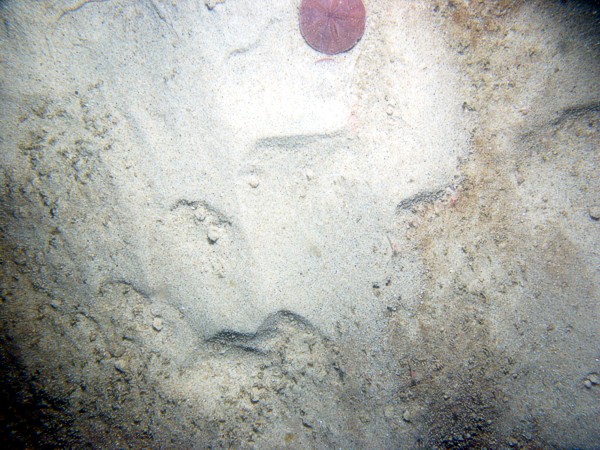 Sand, small current ripples on megaripples, patchy organic matting, sand dollars.