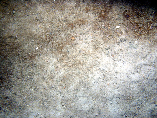 Sand, ripples with some fine gravel, organics and shell debris concentrated in troughs and sand dollars on the crests, sea robin, small burrowing anemones.