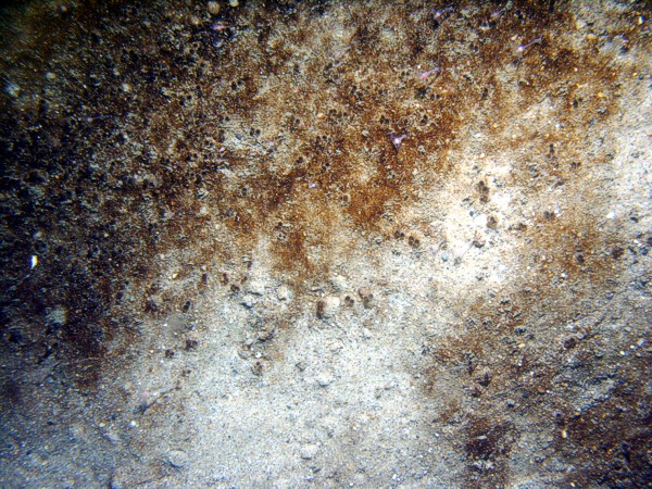 Sand, rippled (low and broad), fine gravel and heavy organics concentrated in the troughs, starfish, sparse sand dollars on ripple crests, small burrowing anemones.