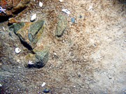 Gravel, boulders, rippled sand, some shell debris, sand dollars, starfish, soft coral (dead man's fingers), lobster, purple algae on rocks.