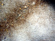 Sand, gravelly, ripples, some sand dollars concentrated on ripple crests and organics and gravel concentrated in troughs, some shell debris, crab.
