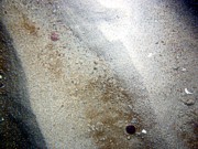 Sand, ripples, sand dollars, scattered shell debris, some organics primarily in ripple troughs.