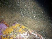 Boulders, sand, gravelly, ripples, organics and gravel concentrated in troughs, some shell debris, crabs.