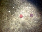 Sand, gravelly, rippled, sand dollars on ripple crests with fine gravel, shell debris, and organics concentrated in troughs, small burrowing anemones.