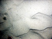 Sand, current ripples, no organic matting, trace of shell debris, dense patches of sand dollars.