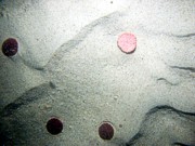 Sand, current ripples, no organic matting, trace of shell debris, dense patches of sand dollars.