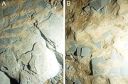 Figure 24: Bottom photographs from the Eastham outwash plain exposed at station CC183.