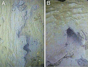 Figure 26: Video frames showing lobster burrows in the exposed muddy glaciolacustrine sediments of the Eastham Plain.