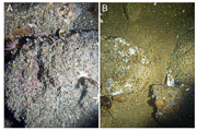 Figure 28: Bottom photographs showing winnowed more ice-proximal deltaic deposits of the Eastham outwash plain.