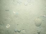 sea-floor photo