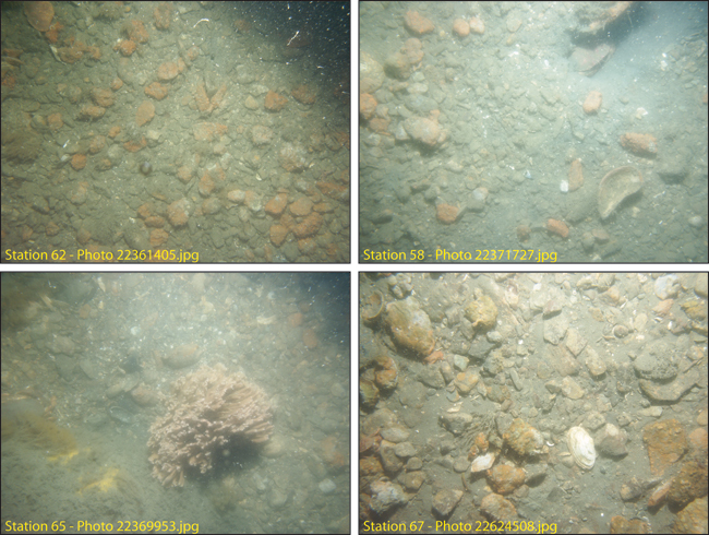 Figure 4.11. Photographs of the sea floor in areas of high backscatter intensity north, east and south of Peddocks Island (stations 62, 58, 65, and 67). 