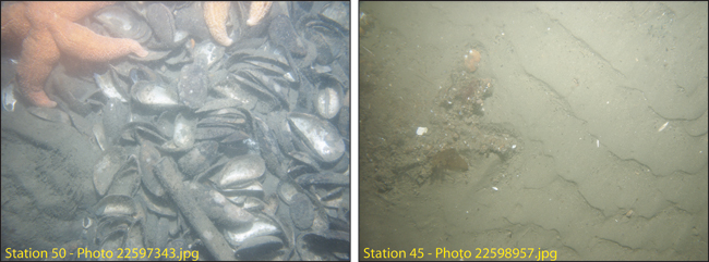 Figure 4.13. Photographs of the sea floor in the south Channel (station 50) and in a small area of low backscatter intensity southeast of Deer Island (station 45).