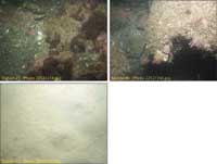 Fig.4.15. Photographs of the sea floor in Broad Sound.
