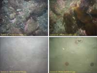 Fig. 4.18. Photographs of the sea floor in areas east of Nantasket. 