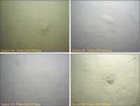 Fig. 4.6. Photographs of the sea floor in Boston Inner Harbor stations 104, 103, 105, 101 showing a muddy sea floor.