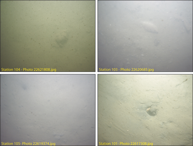 Figure 4.6. Photographs of the sea floor in Boston Inner Harbor stations 104, 103, 105, 101 showing a muddy sea floor.