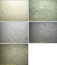 Fig. 4.9. Photographs of the sea floor along the navigation channel, showing the transition for fine-grained mud in the inner harbor to a gravel pavement in the outer harbor.