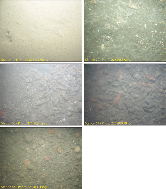 Figure 4.9. Photographs of the sea floor along the navigation channel, showing the transition for fine-grained mud in the inner harbor to a gravel pavement in the outer harbor.