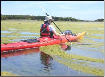 Kayaking through algal bloom.