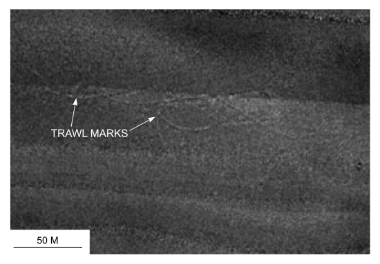 Figure 39.  Detailed planar view of trawl marks north of Pasque Island from the sidescan sonar mosaic produced during NOAA survey H11076.  Location of view is shown in <a target=