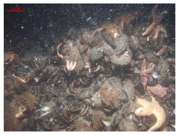 Figure 38.  Bouldery sea floor in the scour depression adjacent to the southeastern tip of Great Round Shoal. 