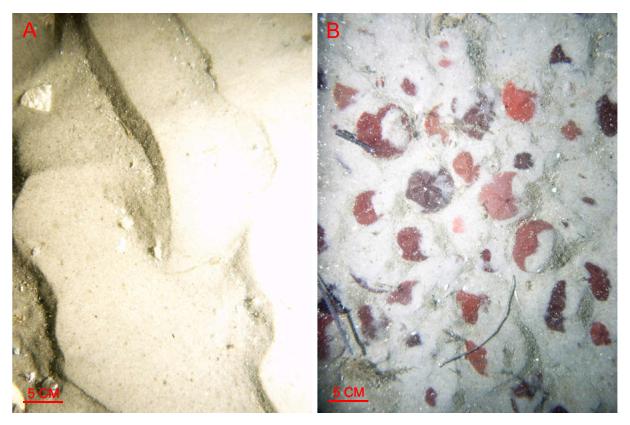 Figure 40.  Bottom photographs showing current-rippled sand that is prevalent in areas characterized by sedimentary environments of coarse bedload transport. 