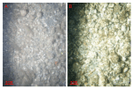 Figure 39.  Bottom photographs showing gravel that armors the sea floor in areas characterized by sedimentary environments of erosion or nondeposition and the presence of exposed glacial drift. 