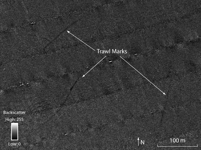 Figure 18. Detailed view of sidescan-sonar imagery showing long lines of low backscatter interpreted to be trawl marks from fishing boats. 