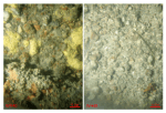 Figure 34. Bottom photographs from stations WH40 (left) and WH48 (right) showing boulders and gravel that armor the sea floor in areas with sedimentary environments characterized by the process of erosion or nondeposition.