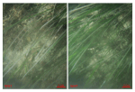 Figure 37. Bottom photographs from stations WH1 (left) and WH7 (right) showing the eelgrass beds that are prevalent in shallow areas and along shorelines.